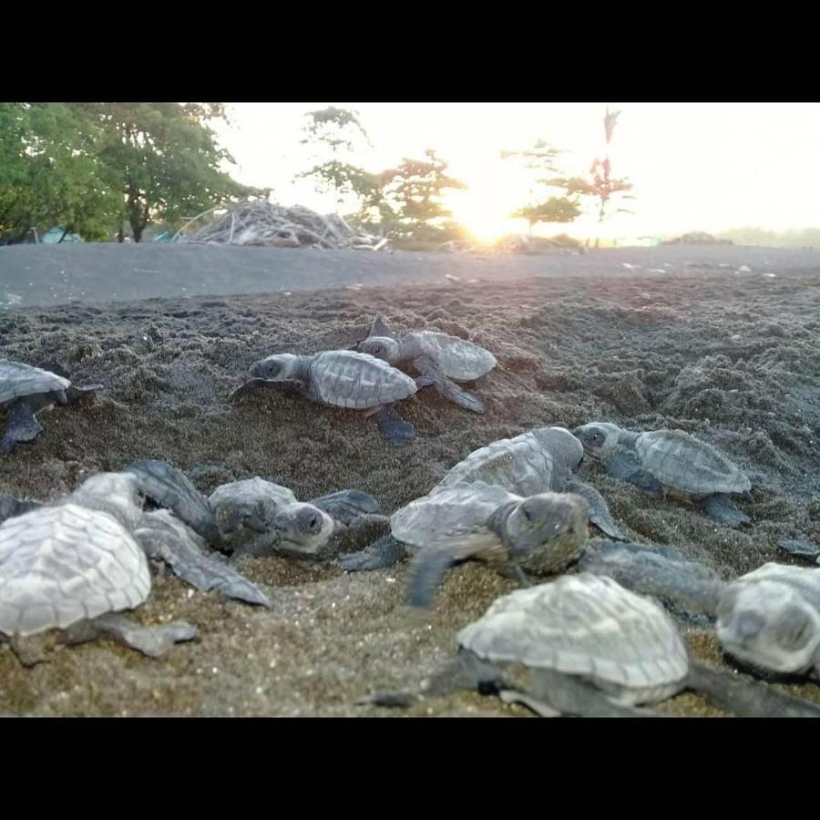 Villas Punta India Ostional Wildlife Refuge Eksteriør billede